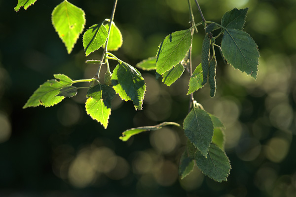 Silver Birch © Aaron Parker