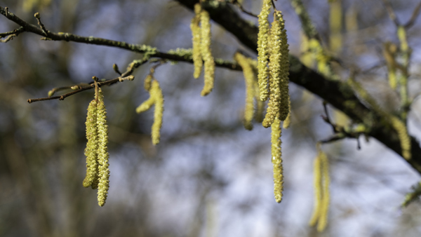 Hazel - Corylus avellana © Aaron Parker