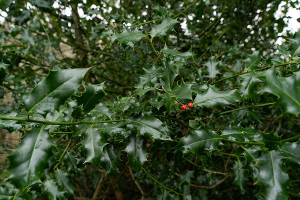 Holly - <em>Ilex aquifolium</em> © Aaron Parker