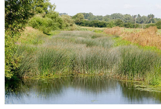 A view of rushes from the riverbank at Hamoon. A view from the riverbank at Hamoon of rushes