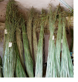 Drying rush